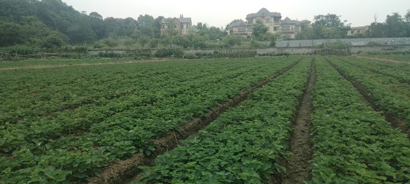 优质高产草莓苗