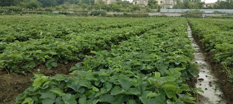 优质高产草莓苗