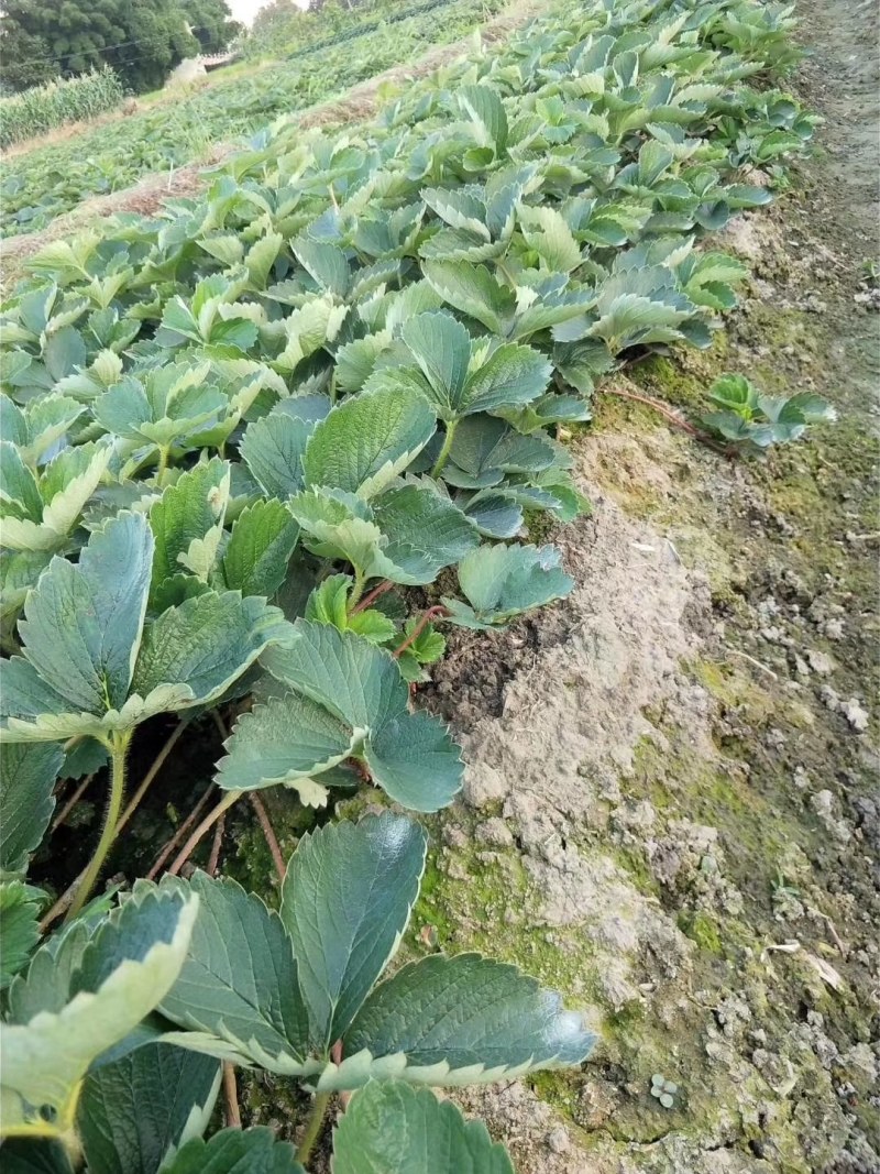 优质高产草莓苗