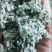 新疆石河子生物质颗粒，燃烧颗粒，碳化秸秆