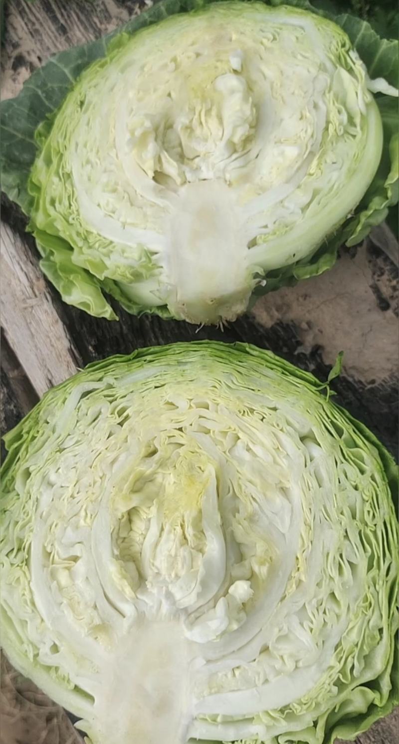 甘肃靖远产地直销、甘蓝中皮货、加工厂货、无虫无老化