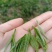 贵州高山绿茶福云6号茶叶新鲜现采茶叶绿茶