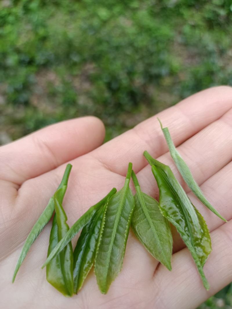 贵州高山绿茶福云6号茶叶新鲜现采茶叶绿茶