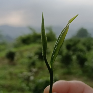 贵州高山绿茶福云6号茶叶新鲜现采茶叶绿茶