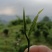 贵州高山绿茶福云6号茶叶新鲜现采茶叶绿茶