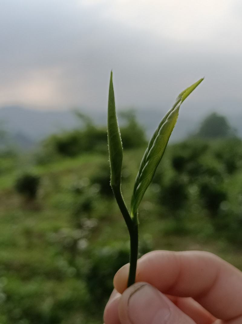 贵州高山绿茶福云6号茶叶新鲜现采茶叶绿茶