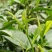 贵州高山绿茶福云6号茶叶新鲜现采茶叶绿茶