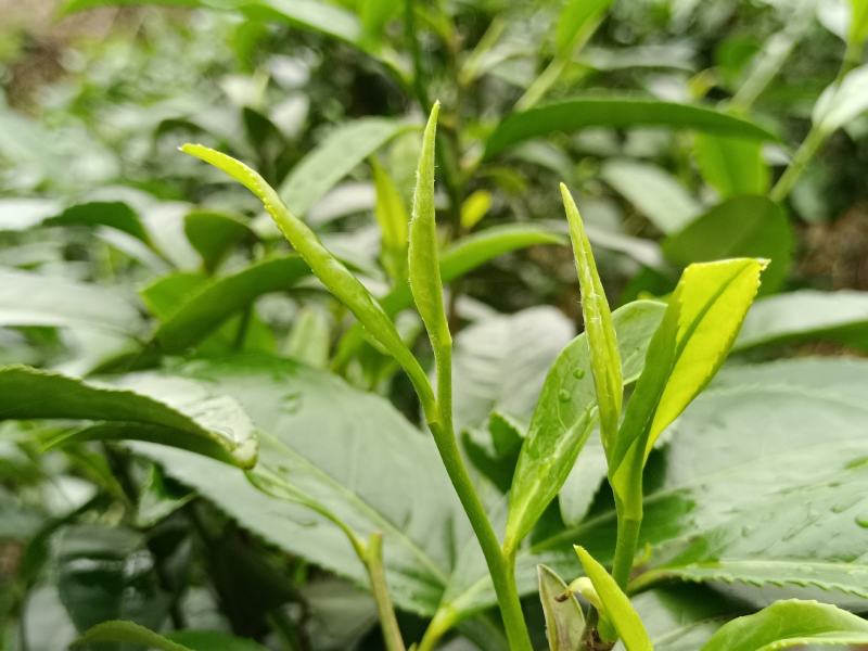 贵州高山绿茶福云6号茶叶新鲜现采茶叶绿茶