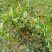 贵州高山绿茶福云6号茶叶新鲜现采茶叶绿茶