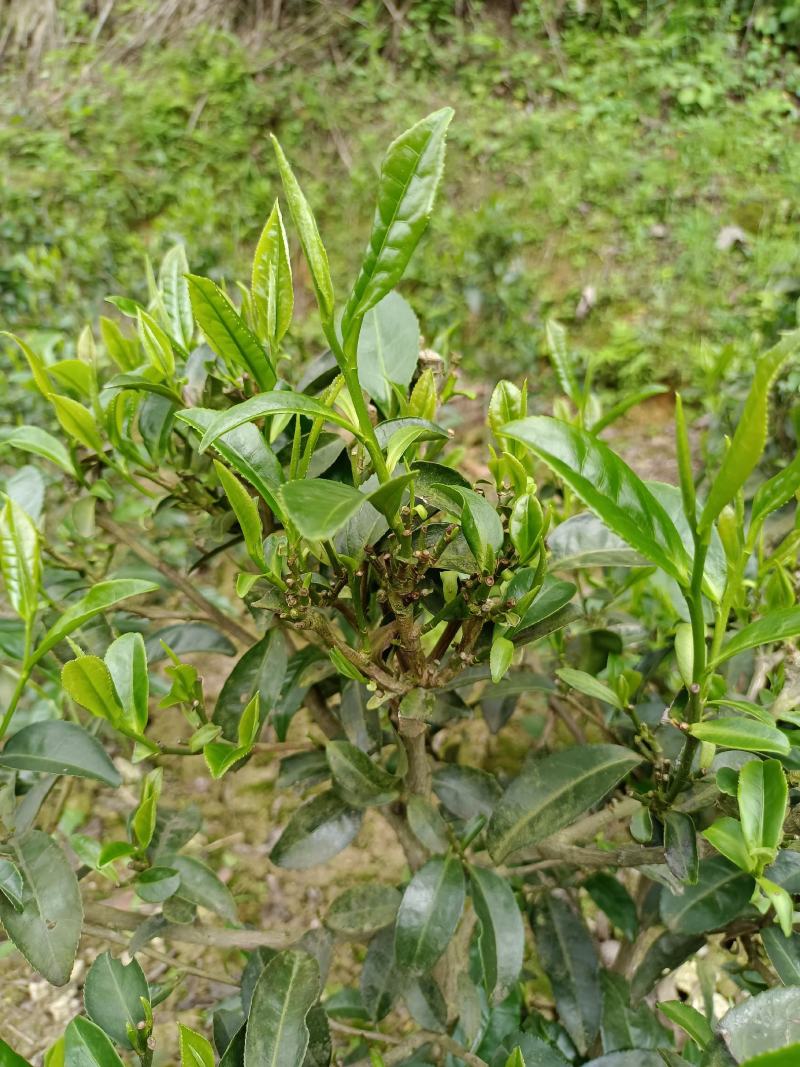 贵州高山绿茶福云6号茶叶新鲜现采茶叶绿茶