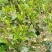 贵州高山绿茶福云6号茶叶新鲜现采茶叶绿茶
