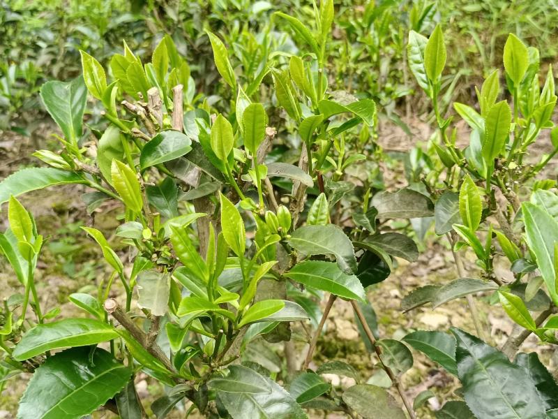 贵州高山绿茶福云6号茶叶新鲜现采茶叶绿茶