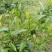 贵州高山绿茶福云6号茶叶新鲜现采茶叶绿茶