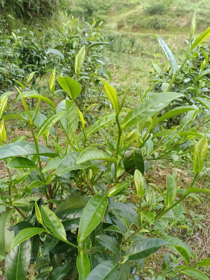 贵州高山绿茶福云6号茶叶新鲜现采茶叶绿茶