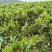 贵州高山绿茶福云6号茶叶新鲜现采茶叶绿茶