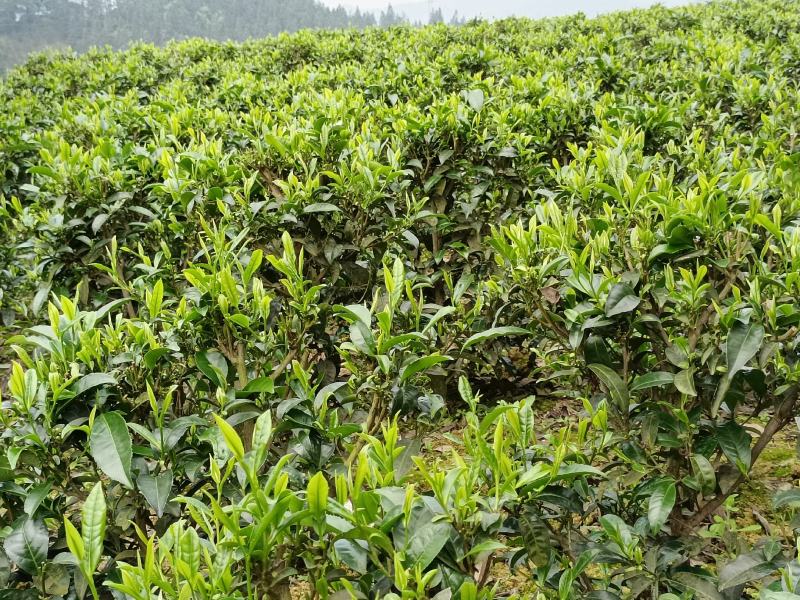 贵州高山绿茶福云6号茶叶新鲜现采茶叶绿茶