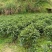 贵州高山绿茶福云6号茶叶新鲜现采茶叶绿茶