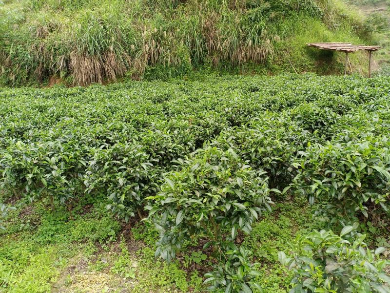 贵州高山绿茶福云6号茶叶新鲜现采茶叶绿茶