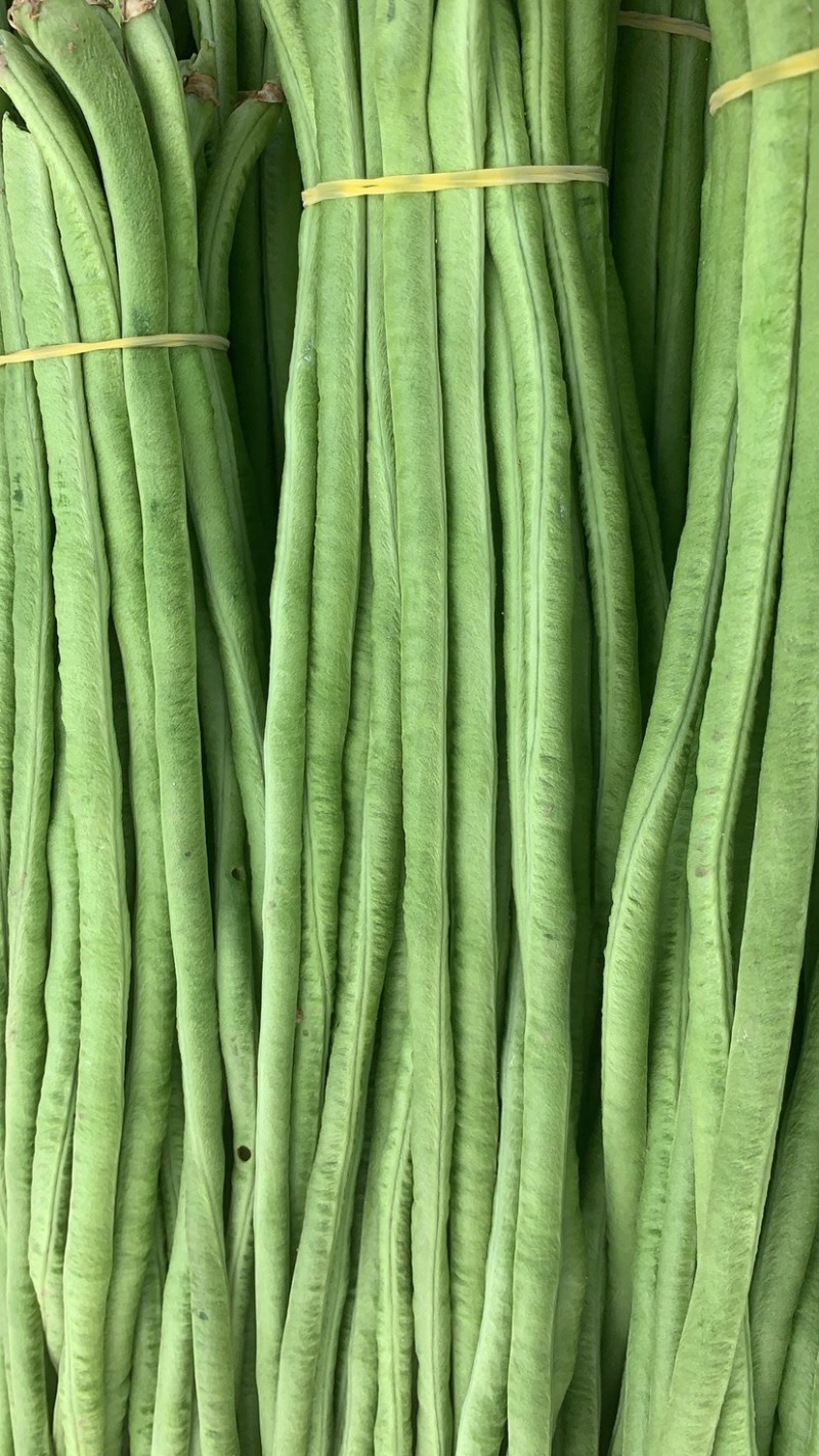 精品长豆角净菜上车按需分拣打捆整齐划一鲜嫩不老