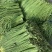 精品长豆角净菜上车按需分拣打捆整齐划一鲜嫩不老