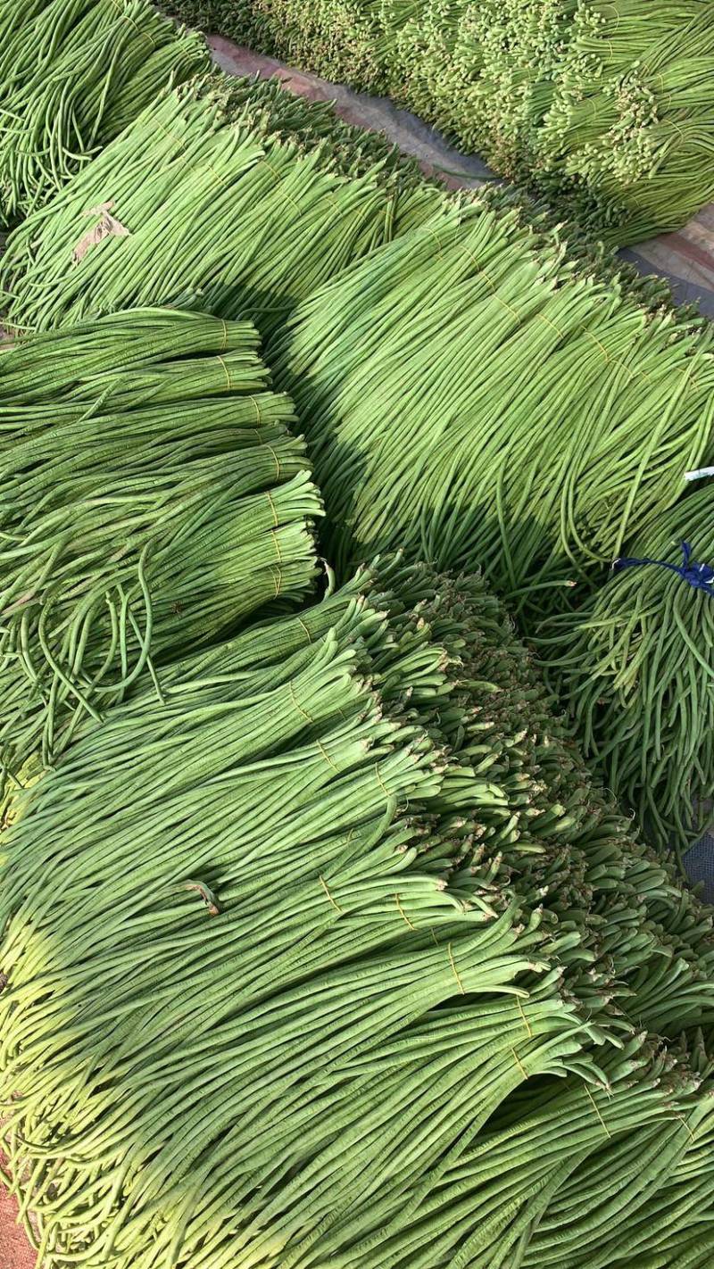 精品长豆角净菜上车按需分拣打捆整齐划一鲜嫩不老