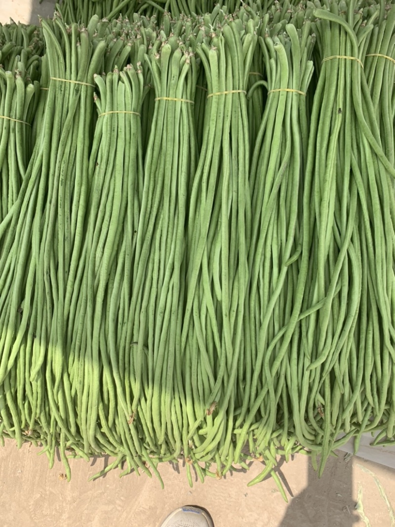 精品长豆角净菜上车按需分拣打捆整齐划一鲜嫩不老