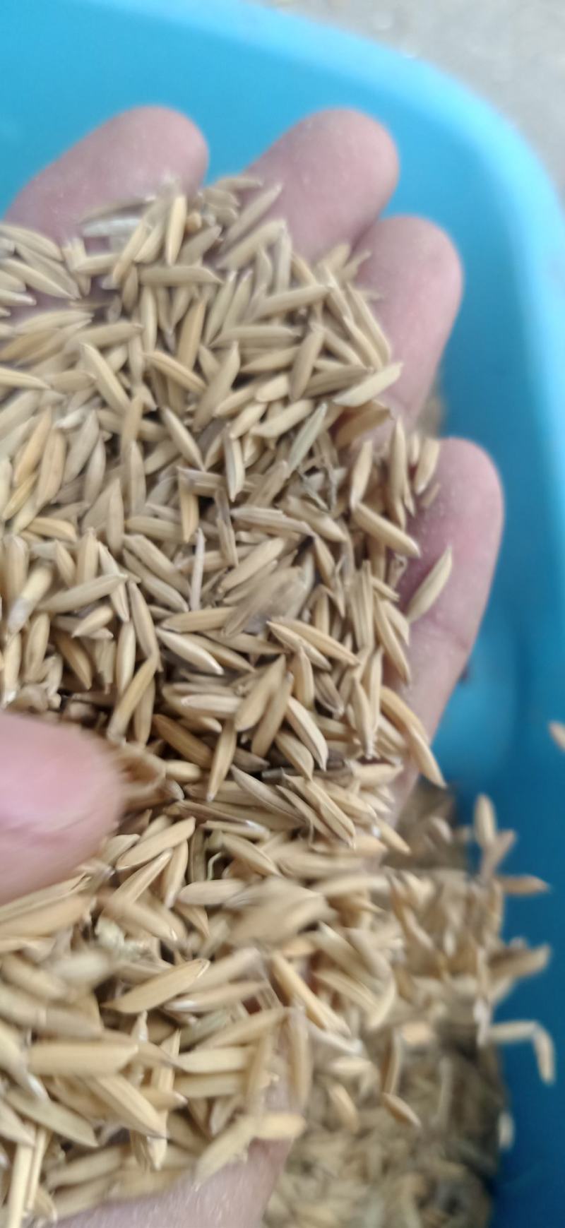 25年黄花粘，口感好，颜色白亮，纯度99