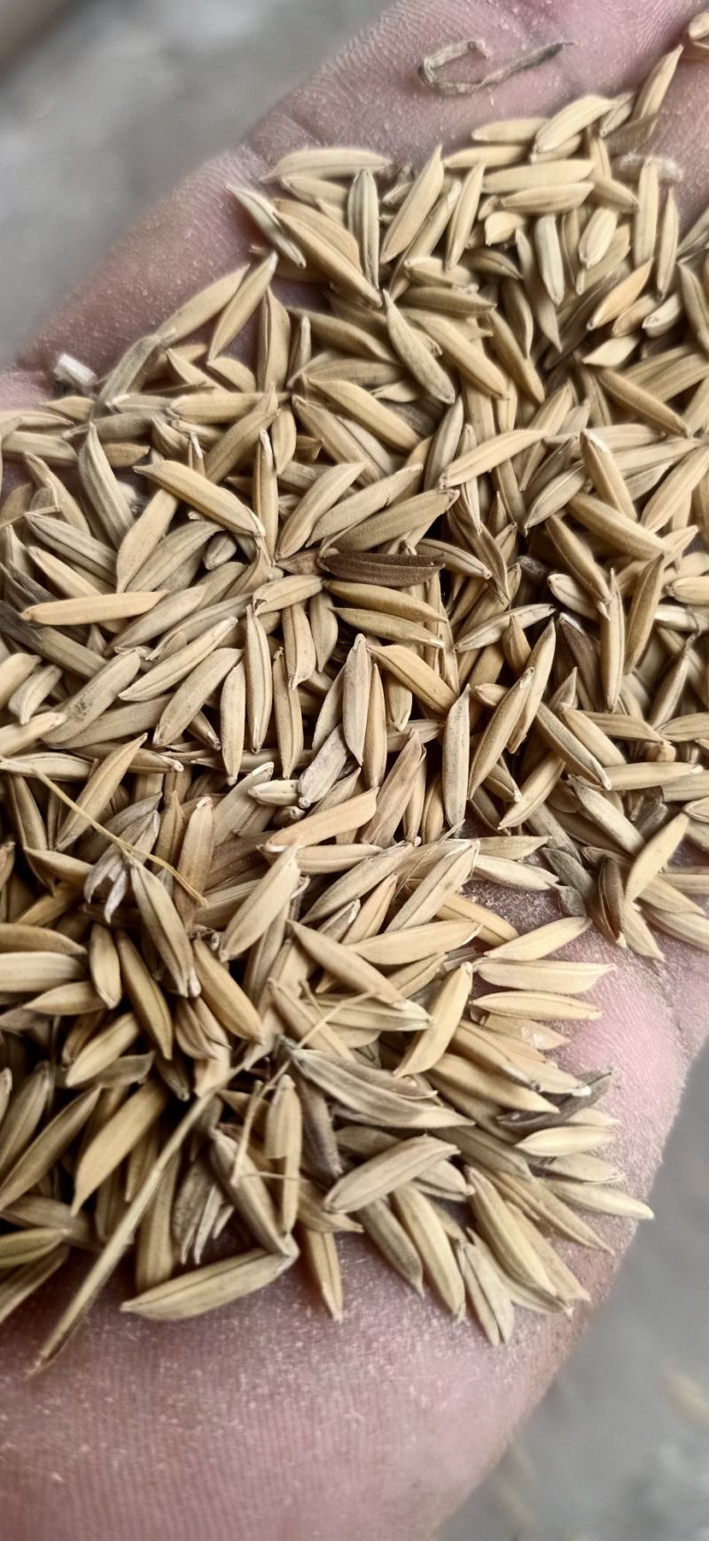 25年黄花粘，口感好，颜色白亮，纯度99