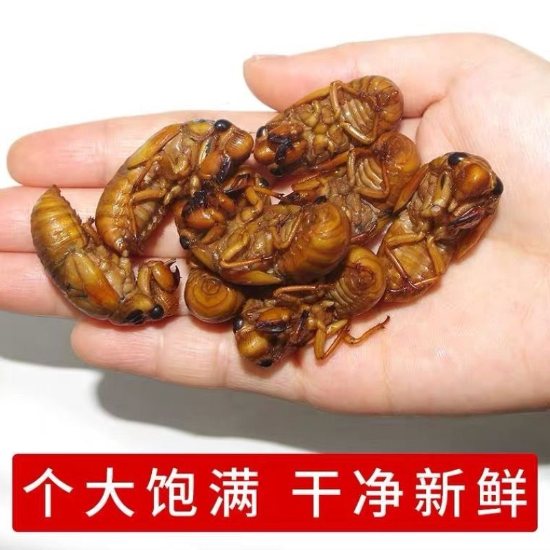 2021年知了猴新鲜活体冷冻金蝉结了龟爬叉猴烧烤油炸