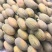新疆哈密瓜伽师瓜八六王大量上市，品质保证，诚信经营，来电优惠