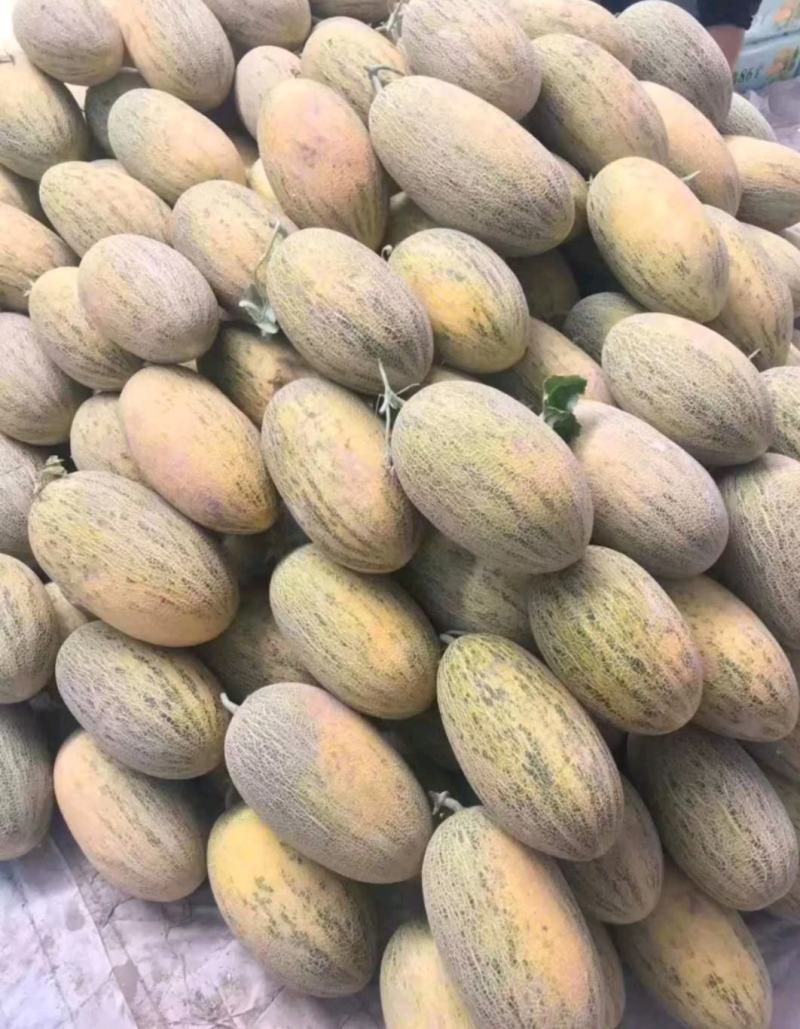 新疆哈密瓜伽师瓜八六王大量上市，品质保证，诚信经营，来电优惠