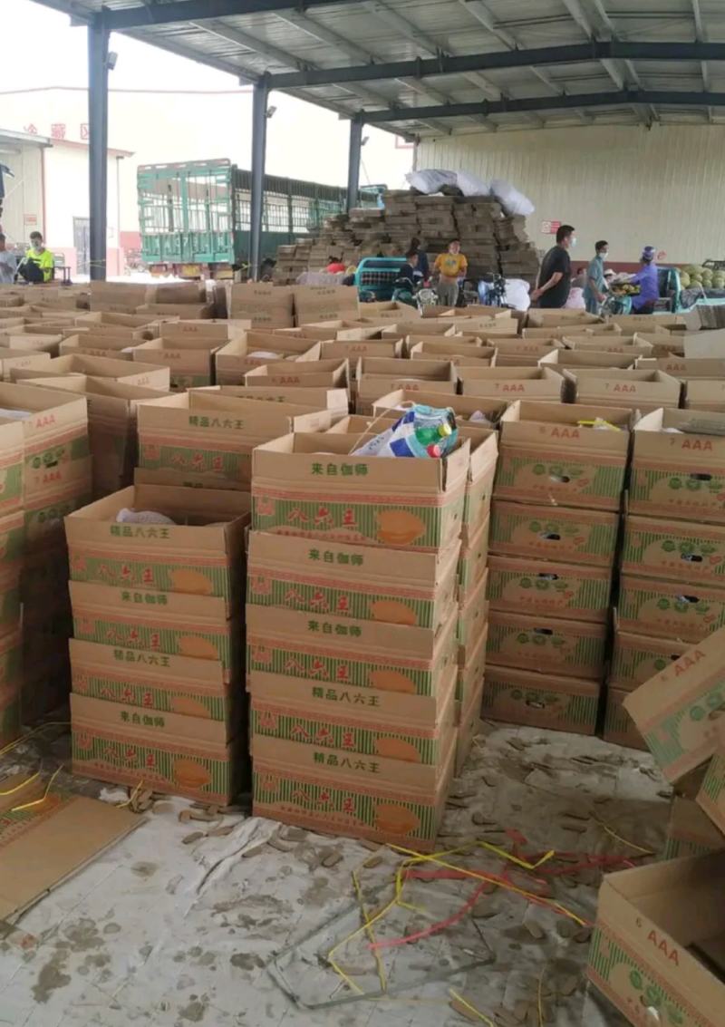 新疆哈密瓜伽师瓜八六王大量上市，品质保证，诚信经营，来电优惠