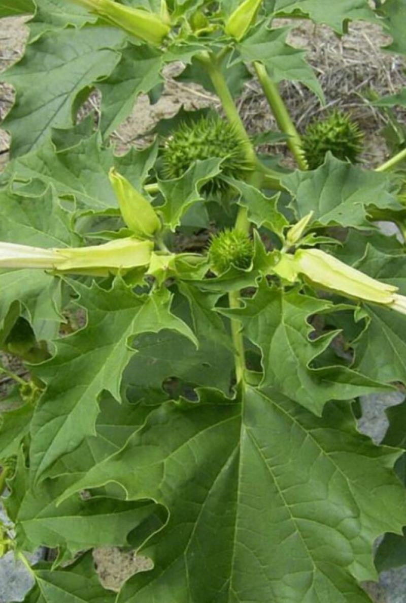 野生花卉曼陀罗花种子醉心花白花曼陀罗种子庭院盆栽