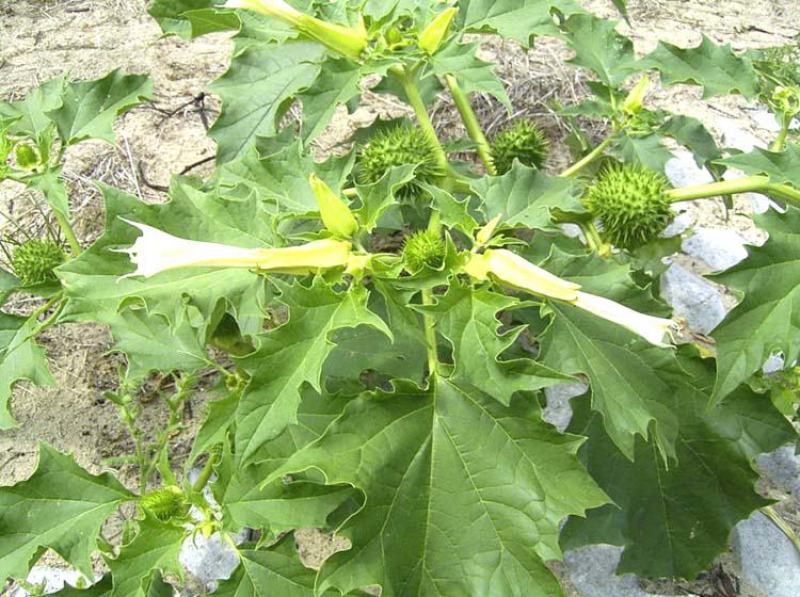 野生花卉曼陀罗花种子醉心花白花曼陀罗种子庭院盆栽