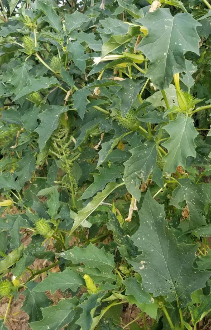 野生花卉曼陀罗花种子醉心花白花曼陀罗种子庭院盆栽
