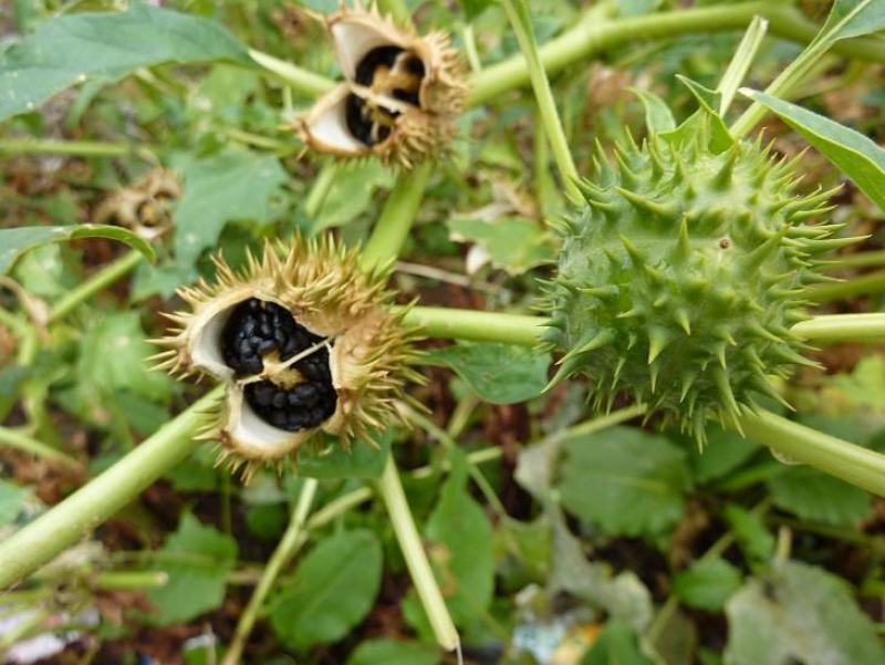 野生花卉曼陀罗花种子醉心花白花曼陀罗种子庭院盆栽