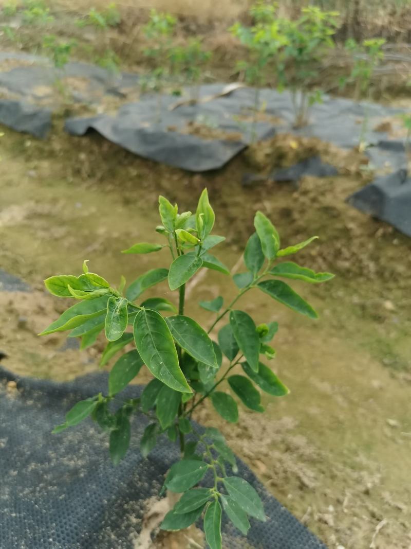 树仔菜