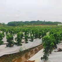 树仔菜