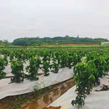 树仔菜