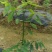 树仔菜