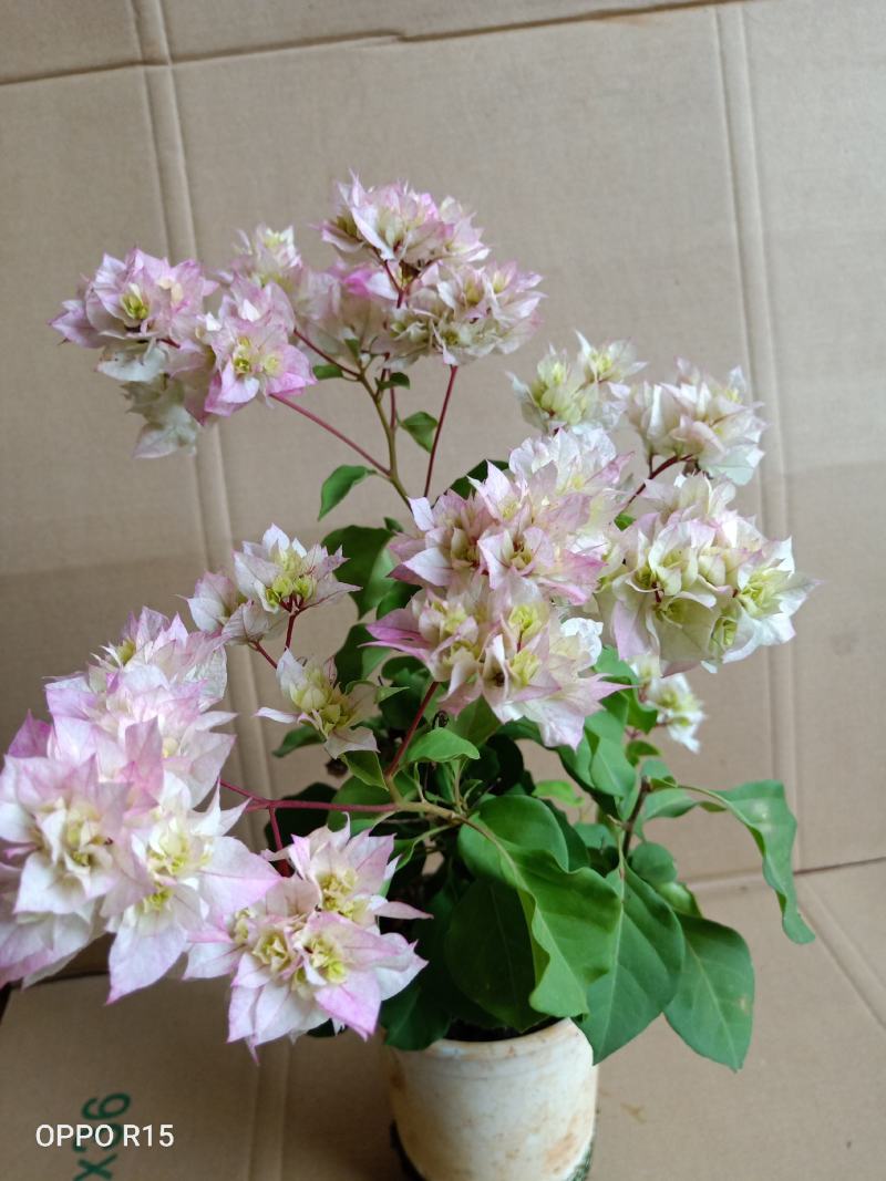 三角梅重瓣樱花小杯苗带杯带土发货品种可任意选保质保纯