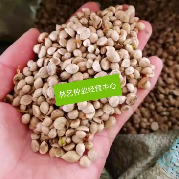 新采九里香种子多年生灌木花卉阳台盆栽庭院美化驱蚊香草种