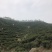 杭州西湖龙井2021新茶上市