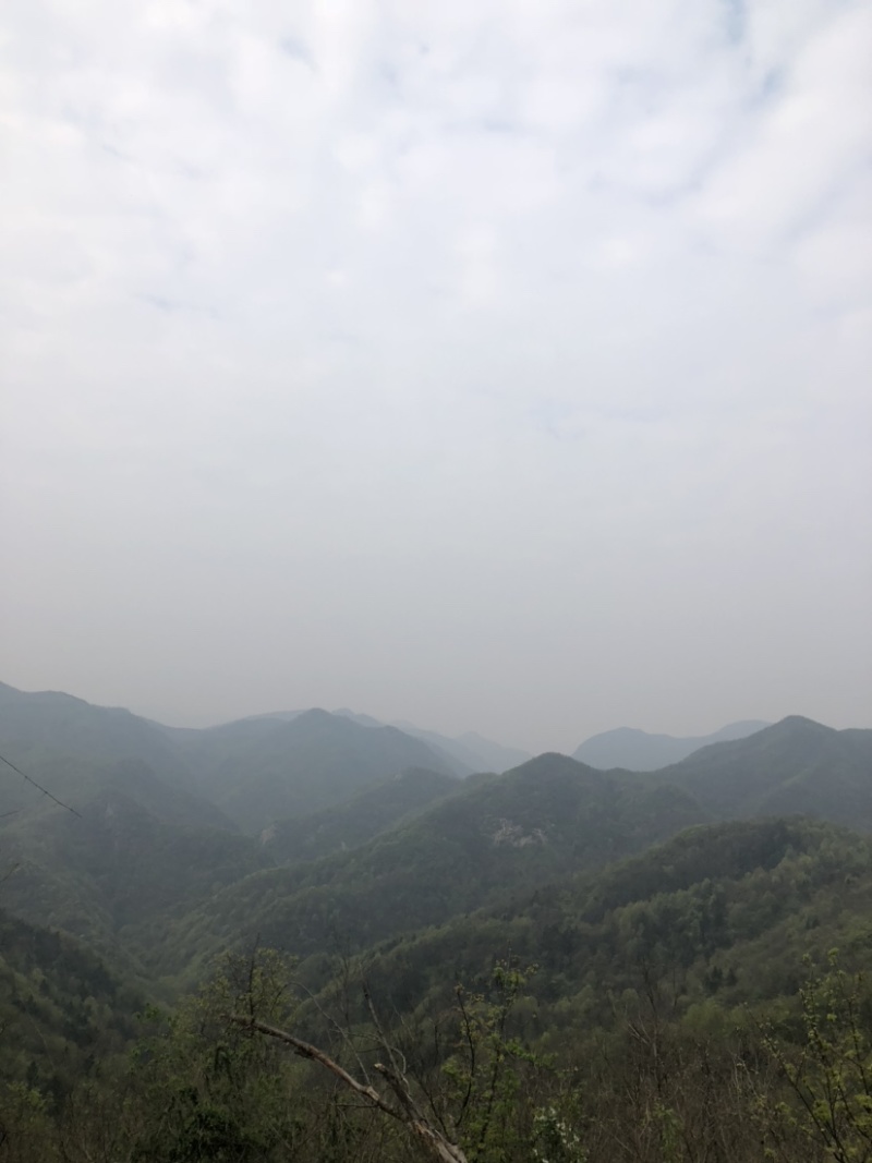 杭州西湖龙井2021新茶上市