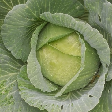 茴子白大量上市量大从优