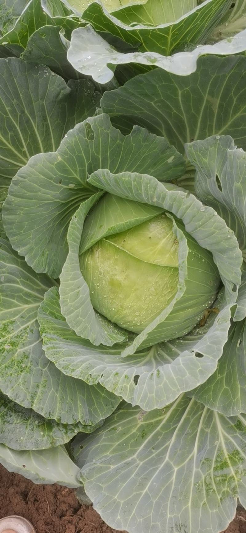茴子白大量上市量大从优
