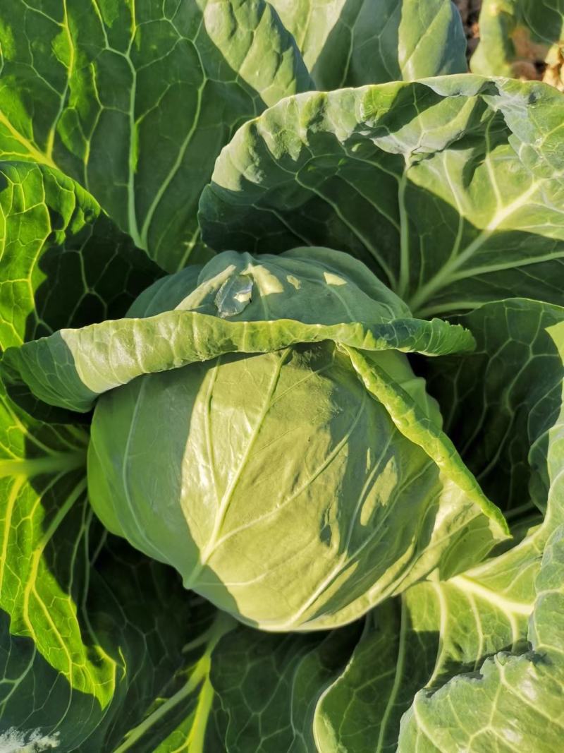 茴子白大量上市量大从优