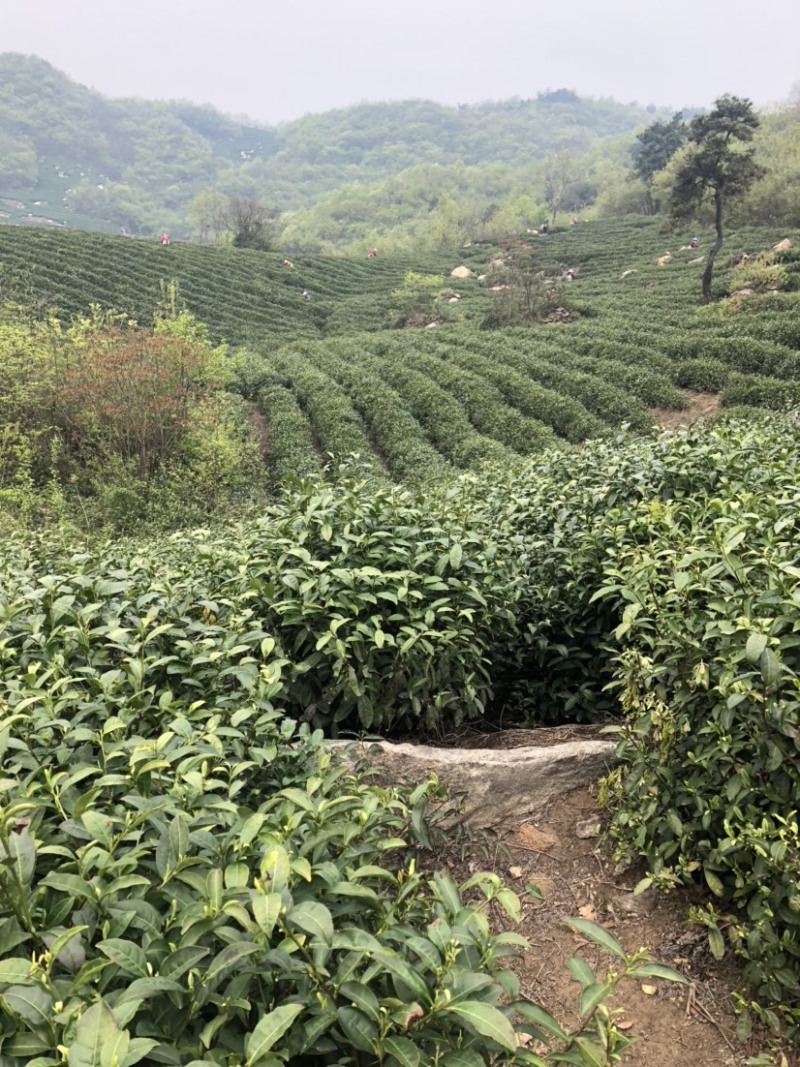 西湖龙井绿茶2021新茶