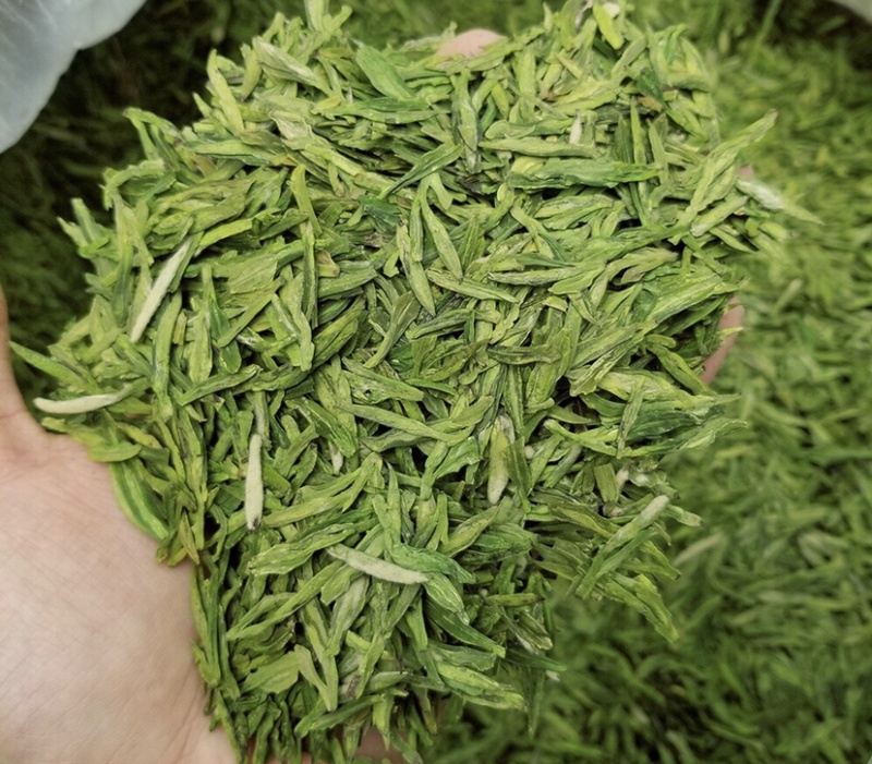 龙井绿茶新茶上市2021厂家直销批发