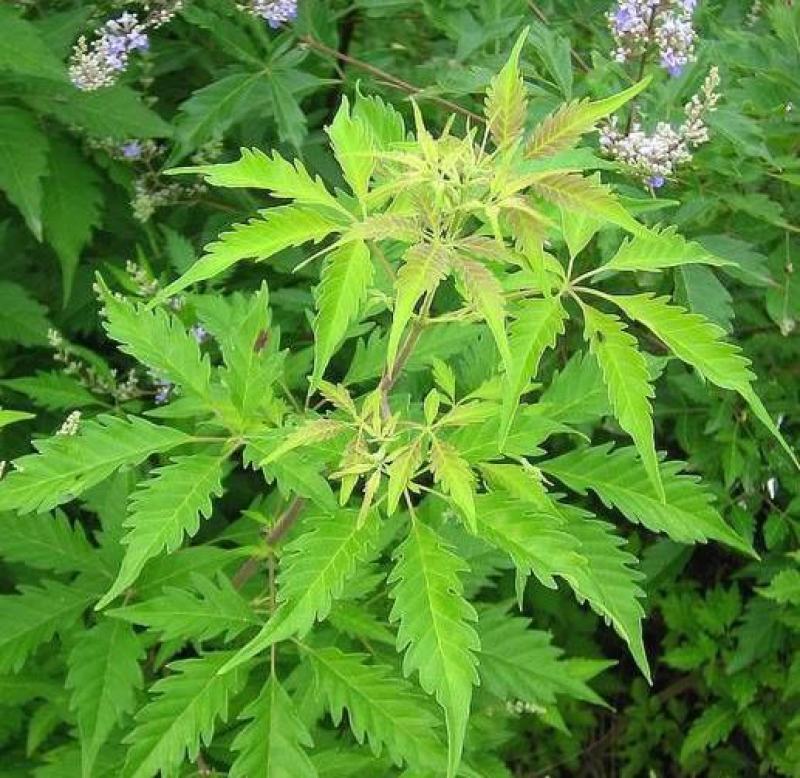 黄荆条种子养蜂用种子荆条种子护坡固土